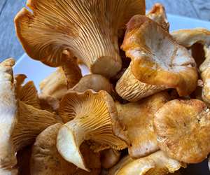 Chef-foraged chanterelles