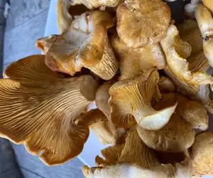 Chef-foraged chanterelles